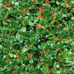 holly bush hedge with berries, ilex aquifolium, natural christmas background
