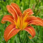 hemerokalis narandzasti 2