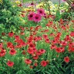 gaillardia arizona red shades 1