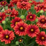 gaillardia arizona red shades
