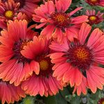 gaillardia arizona red shades 2