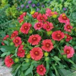 gaillardia arizona red shades 3