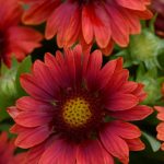 gaillardia arizona red shades 4