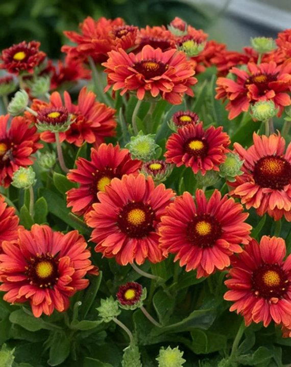 gaillardia arizona red shades