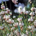 gaura lindheimeri white 2