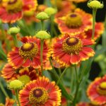 helenium autumnale can can