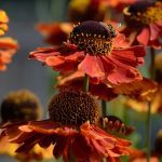 helenium autumnale can can 3 (1)