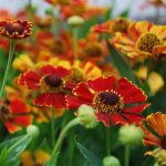helenium autumnale can can 3