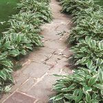 hosta albomarginata 1