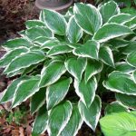 hosta albomarginata