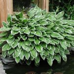 hosta albomarginata 2