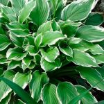 hosta albomarginata 3