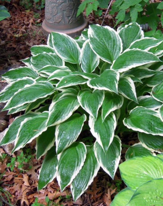 hosta albomarginata