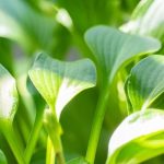 hosta clausa normalis 1