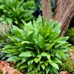 hosta clausa normalis 2