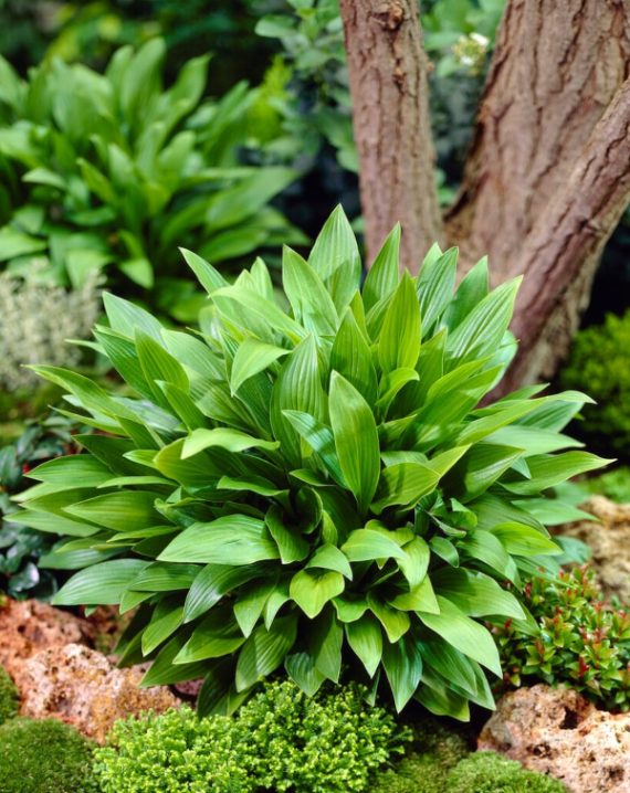 hosta clausa normalis 2