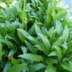 hosta clausa normalis 3