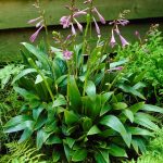 hosta clausa normalis