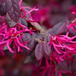 loropetalum 1