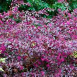 loropetalum