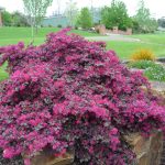 loropetalum 2