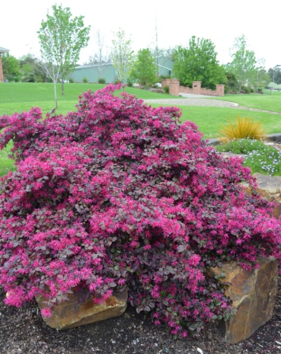 loropetalum 2