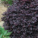 loropetalum 4