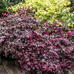 loropetalum 5