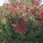 oleander mix 1