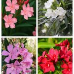 oleander mix
