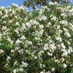 oleander mix 2
