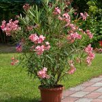 oleander mix 3