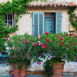 oleander mix 4