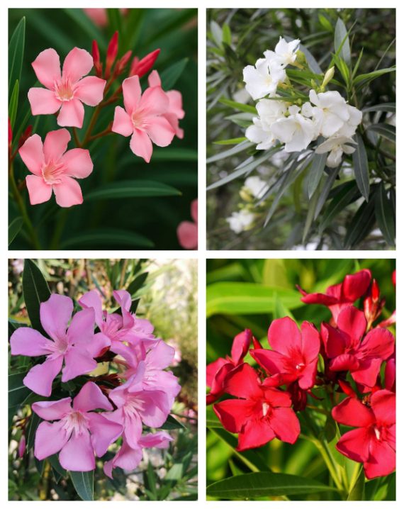 oleander mix