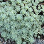 sedum pachyclados 1