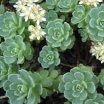 sedum pachyclados