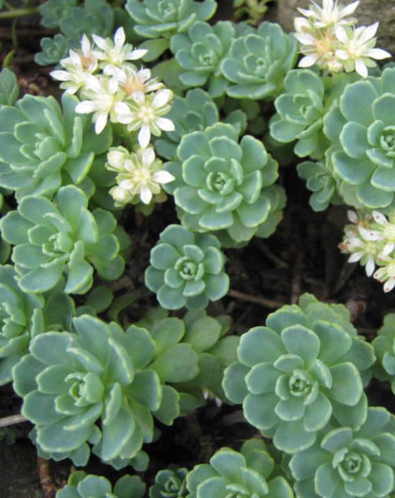 sedum pachyclados