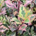 vajgela rainbow sensation 1