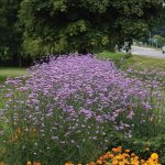 bastenska verbena 1