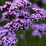 bastenska verbena