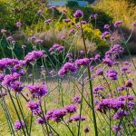 bastenska verbena 2
