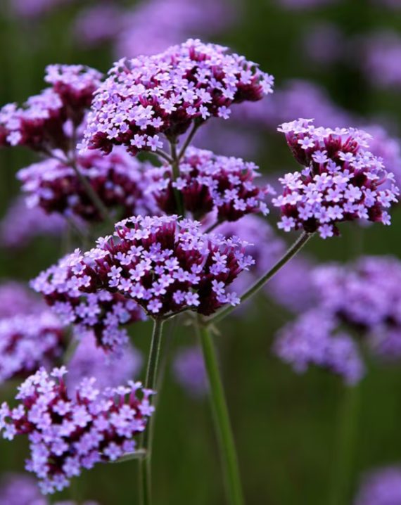 bastenska verbena