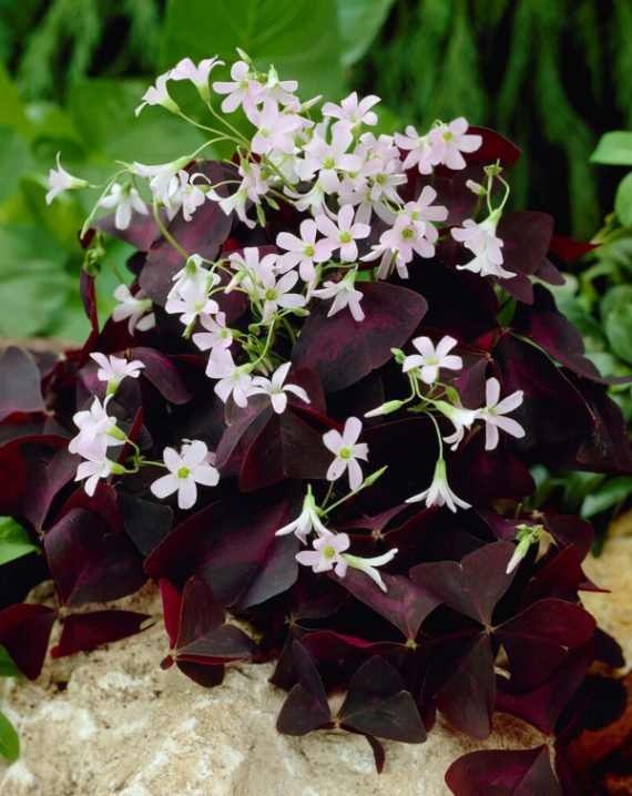 detelina ljubicasta