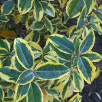 elaeagnus ebbingei viveleg