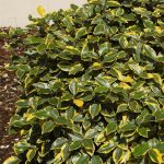 elaeagnus ebbingei viveleg 2