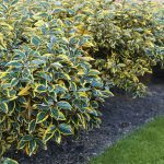 elaeagnus ebbingei viveleg 3