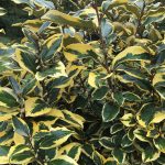 elaeagnus ebbingei viveleg 4