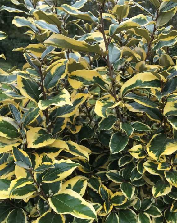 elaeagnus ebbingei viveleg 4