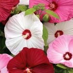 hibiskus mocvarni
