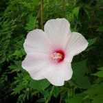 hibiskus mocvarni 4